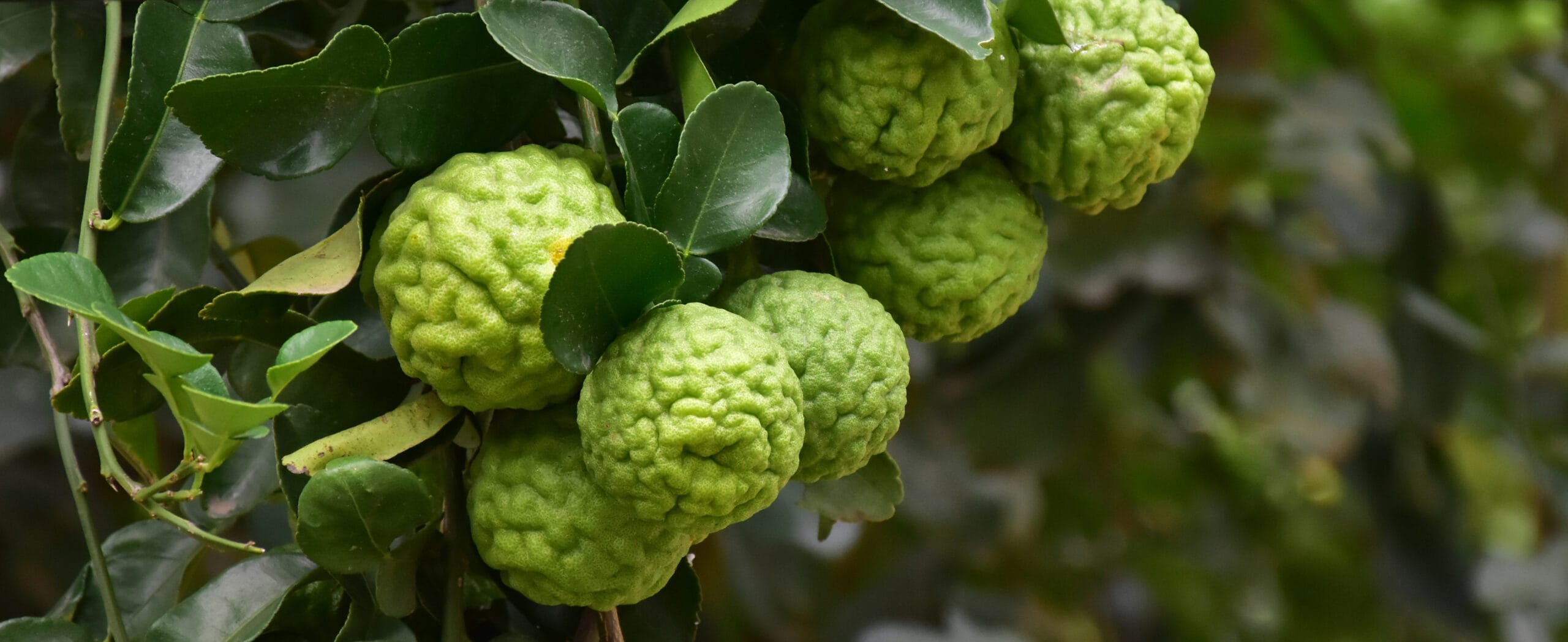 Bergamot