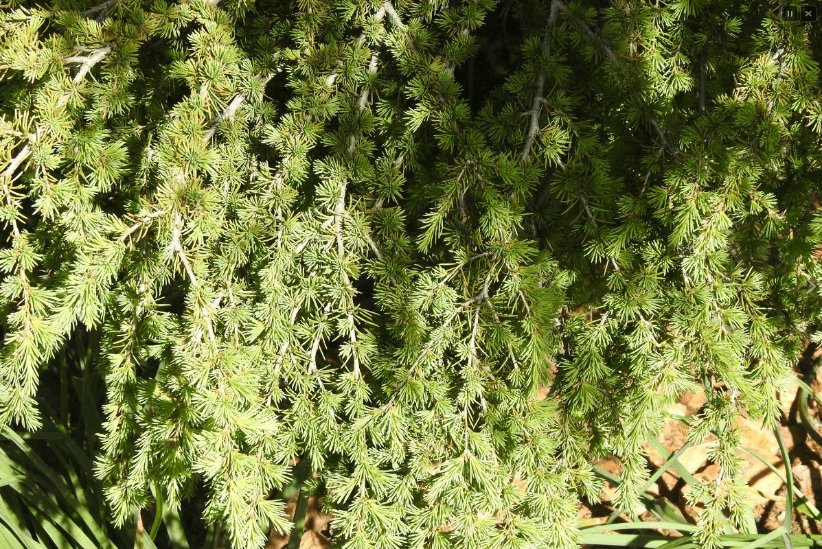 Cedarwood