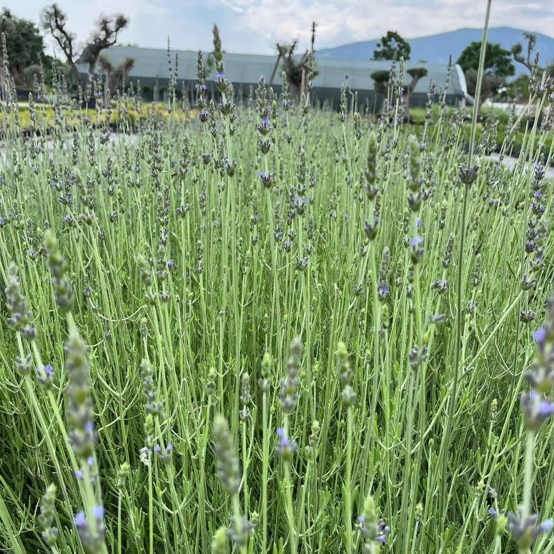 Lavender