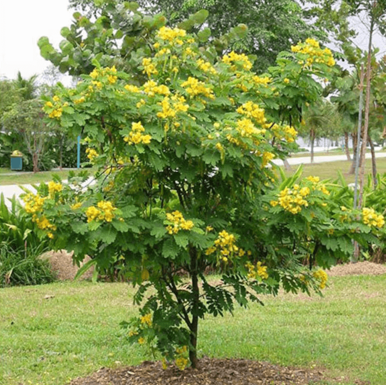 Ylang Ylang